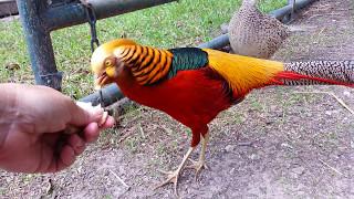 'Red Golden' pheasants, Ceasar and his girls