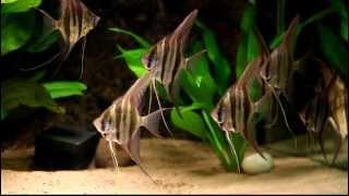 Pterophyllum scalare wild - I