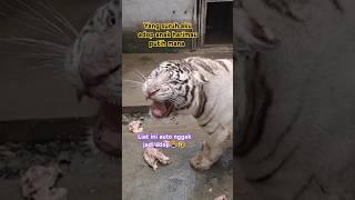 Harimau Putih ngamuk, liat ini auto nggak jadi adop #viral #cat #harimau #harimauputih #gemes