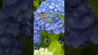 수국이 이쁘게 피었네요.~ 오늘같이 좋은날-송가인 #쇼츠 #shorts #오늘같이좋은날 #송가인 #수국 #갱년기 #건강한중년 #갱년기극복 #건강 #건강관리