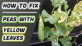 How To Fix Peas With Yellow Leaves : FASTEST WAY