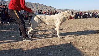 Турнир Тест Испытаний Балканабад обзор собак Turkmen It alabay Central Asian Test Work Dogs Alabai