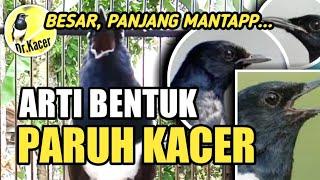 BENTUK PARUH KACER YANG BAGUS | DR KACER