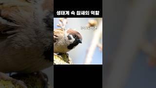 생태계 속 참새의 역할은?