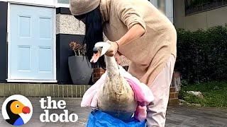 Swan Rescued From Busy Street With An Ikea Bag | The Dodo