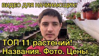 Самые ВЫГОДНЫЕ цветы из семян на продажу рассадой! (И ЭТО НЕ КУСТОВАЯ ПЕТУНИЯ)