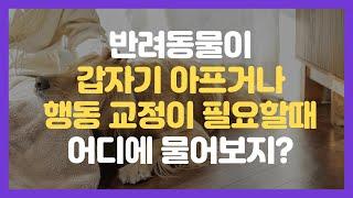 AI기반 반려동물 강아지 고양이 실시간 건강상담 수의사앱 AI펫닥터