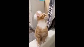 Funny Cats // !!! The strangest funny cats #shorts