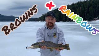 First Ice in Central Oregon, Ice Fishing for Brown, Tiger, and Rainbow Trout.