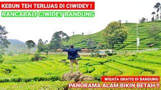KEBUN TEH TERLUAS DI CIWIDEY ! Kebun Teh Rancabali Ciwidey Bandung
