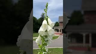 Summer in Sault Ste. Marie, Ontario #travelontario #saultstemarie #flowers #foxglove