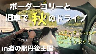 ボーダーコリーと旧車で秋のドライブへ