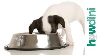 How To Feed a Puppy - How To Choose the Best Puppy Food