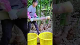 Smart technique of traditional farmers harvesting bamboo shoots #shorts