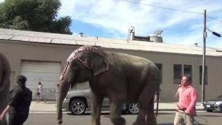 Elephant Shows Fear of Ringling Bros. Circus Handler August 29, 2015