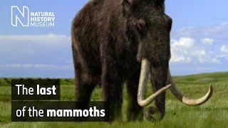 The last of the mammoths | Natural History Museum