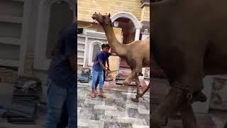 Dangerous qurbai of camel | #shorts #ytshorts #ashortaday