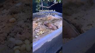 Digging up chameleon eggs!