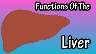 Liver Function - What Does The Liver Do - Functions Of The Liver