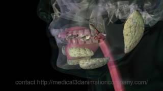 chewing Mastication digestion 3d animation company medical