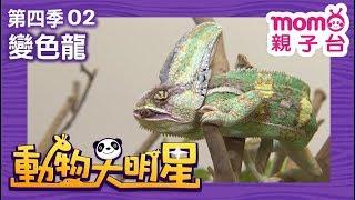 動物大明星 S4【變色龍】第4季 第02集｜認識動物｜自然生態｜魚類｜爬蟲類｜昆蟲｜海洋生物｜哺乳類｜Animal big star｜兒童電視節目【親子台｜官方HD完整版】momokids