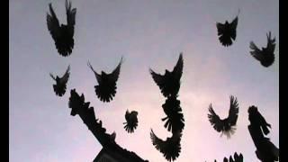 Старониколаевские голуби staronikolaevskie pigeons.avi