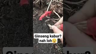 Ginseng kabur ? nah loh? ada tau jawabannya?