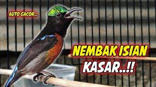 KONIN GACOR FULL NEMBAK ISIAN TONJOLAN KASAR INI COCOK BUAT PANCINGAN KOLIBRI NINJA AGAR CEPAT EMOSI