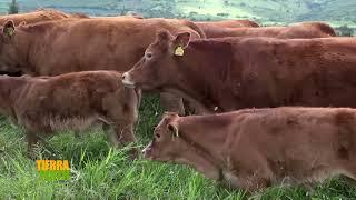 Tierra Fértil Tv- Lotes de ganado bovino de excelencia Uberaba (04.11.23)