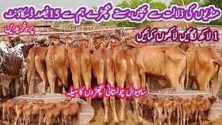 Great Announcement !! Wacha Farming in Pakistan - How To Start Low Investment Business -Bachra Farm