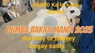 Bakra mandi 2023 | dumba bakra mandi | larkana dumba | faislabadi bakra | sasta bakra | orangi mandi