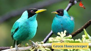 Green Honeycreeper | A Beautiful Bird of Central and South America