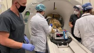 Lioness rescued from ‘Tiger King’ facility receives surgery at our veterinary hospital