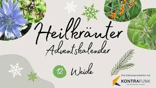 12. Dezember - Die Weide