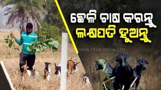 Youths in Bhadrak creating livelihood with goat farming, earning over Rs 1 lakh profit per annum