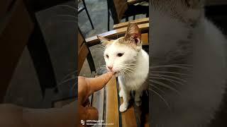 Cute cat at Tokyo! #meskipops #cat #animals