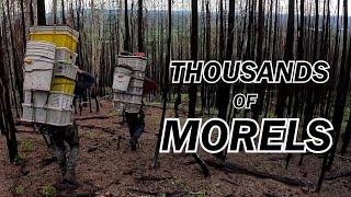 Huge Morel Mushroom Harvest from a Yukon Wildfire