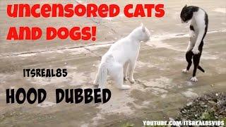 UNCENSORED CATS AND DOGS! (HOOD DUB)