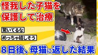 【2ch動物スレ】怪我した子猫とその母猫を発見→保護して治療後、母猫に返した結果