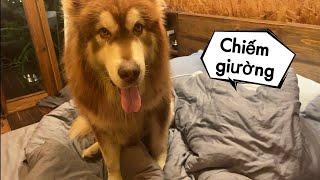 Mật Đòi Lên Giường Ngủ Và Cái Kết - Alaska Dog wants to sleep in bed - Mật Pet Family