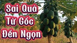 Kỹ Thuật Trồng Cây Đu Đủ.Bón Phân Và Phun Thuốc Đúng Cách Để Cây Sai Quả Ít Sâu Bệnh