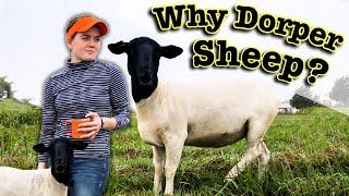 WHY DORPER SHEEP? | All About the Angus of the Sheep World