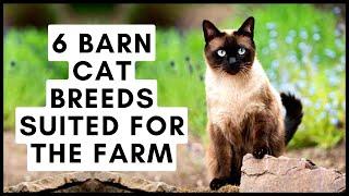 6 Barn Cat Breeds Suited for the Farm