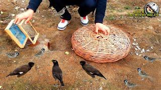 Bird trap - myna sparrow