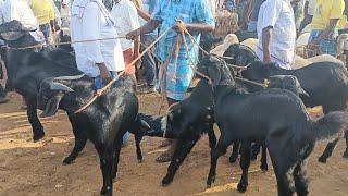 Salem Goat Market in Tamilnadu சேலம் மேச்சேரி ஆட்டு சந்தை, சேலம் கருப்பு ஆடு செம்மறி ஆடுகள் விற்பனை