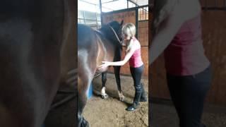 Horse Massage #3.4