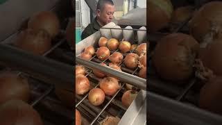 How to peel onion--Onion peeling machine