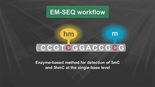 NEBNext® Enzymatic Methyl-seq Kit Workflow