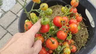 Tomaten nach SortenDwarf Tomate Florida  Petit  früh reifende Kübelpflanze.
