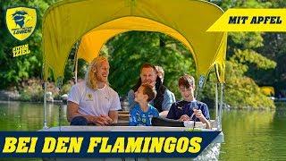 Mit Mikael Appelgren bei den Flamingos